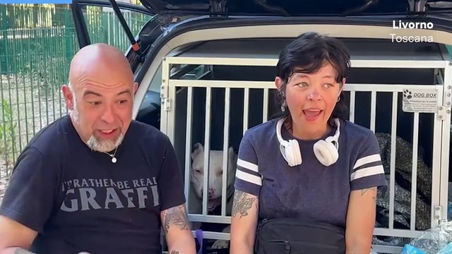 Livorno, ritrovato il pitbull scomparso