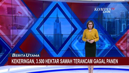Dilanda Kekeringan, 3.500 Hektar Sawah di Indramayu Terancam Gagal Panen