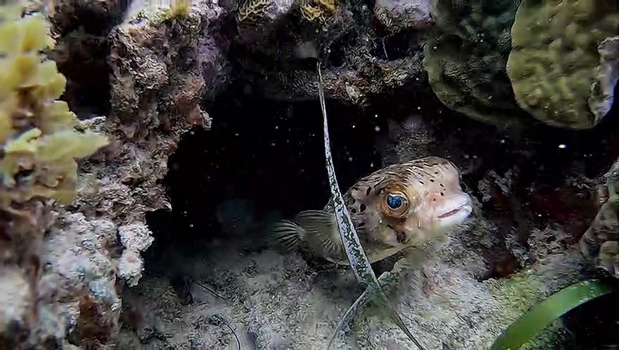 Staredown With Cutty Diodon Fish