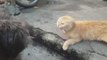 Cat Crazy QUICK DEFENSE. Cats cat sound cat videos purr cute animals
