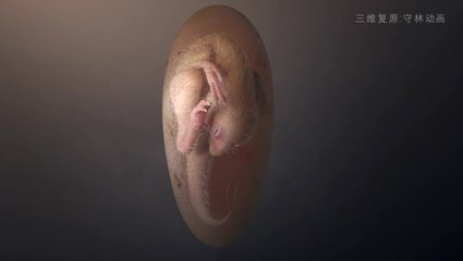 A 70 Million-Year-Old Dinosaur That Never Hatched