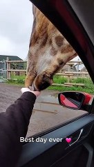 Feeding a Giraffe at a Safari Park