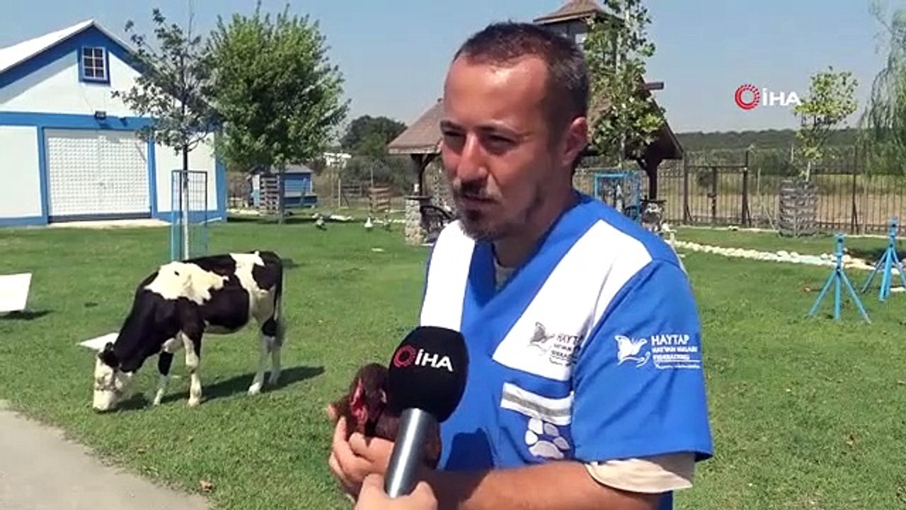 Les animaux vivent la vie de retraite à la ferme des animaux à la retraite à Bursa