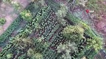 Des milliers de racines de cannabis saisies lors d'une opération assistée par drone à Izmir