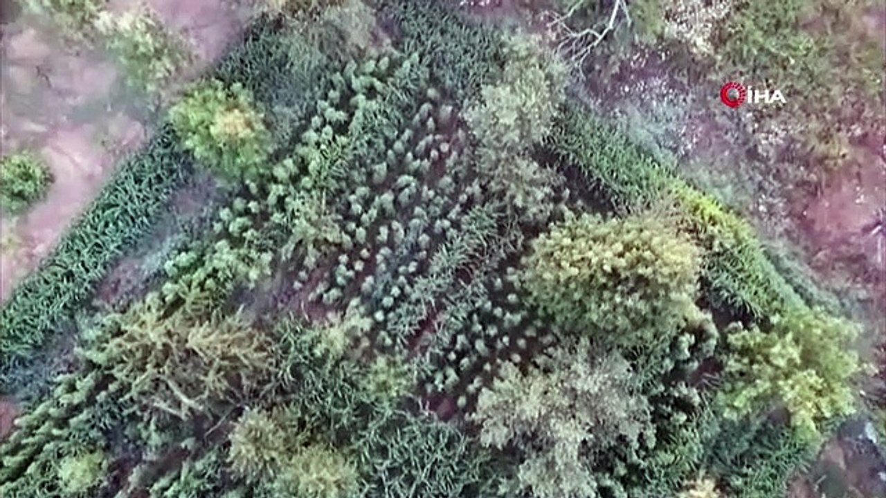 Des milliers de racines de cannabis saisies lors d'une opération assistée par drone à Izmir