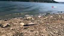 Des poissons sont morts dans le lac du barrage de Boğazköy