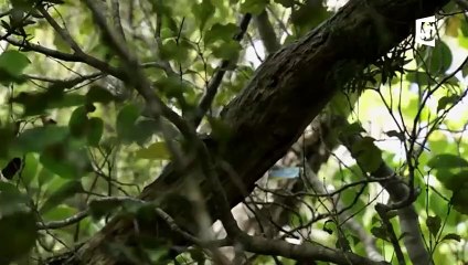 Des poissons marchent sur terre ! - ZAPPING SAUVAGE