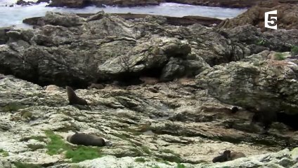 Naissance d'un bébé otarie en direct - ZAPPING SAUVAGE