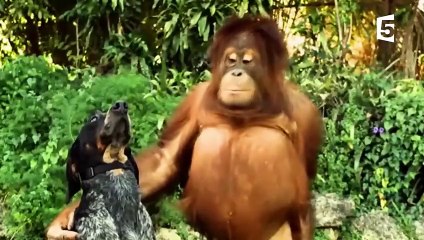 Ce singe a un chien de compagnie ! - ZAPPING SAUVAGE