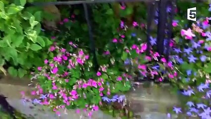 Des chats parlent notre langue - ZAPPING SAUVAGE