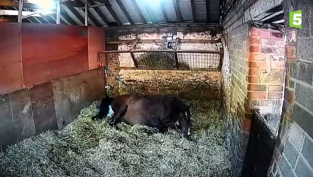 Naissance d'un bébé cheval en direct Mise bas jument poulain - ZAPPING SAUVAGE