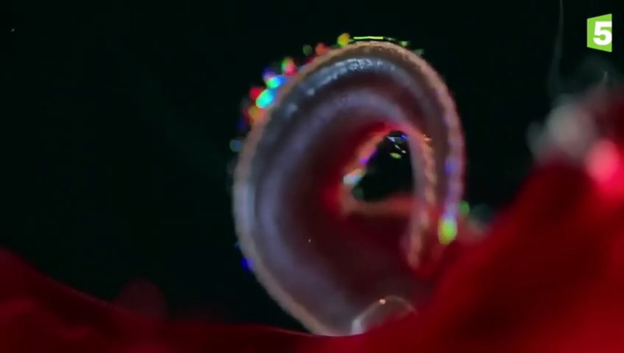 7 animaux sous-marins improbables - ZAPPING SAUVAGE