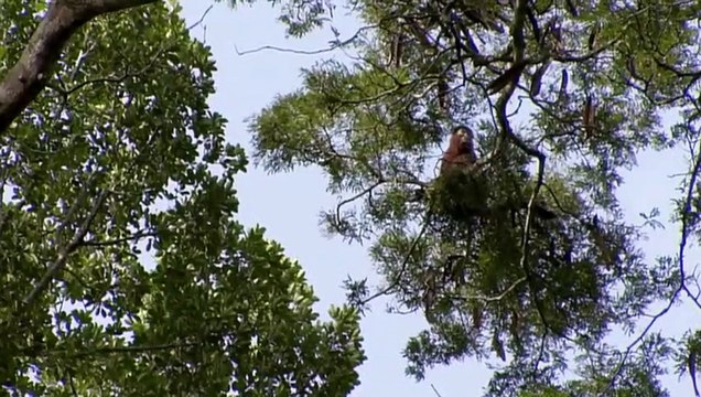 Ce chimpanzé mange des singes ! - ZAPPING SAUVAGE