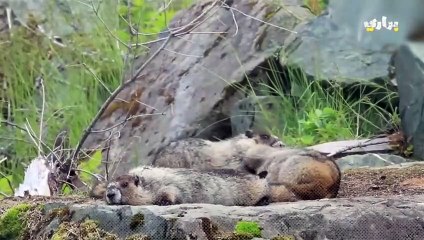 غرائب حيوان المرموط  حقائق رائعة عن المرموط ستكتشفها لأول مرة..براري