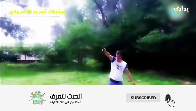 مدهش..معلومات ستغير نظرتك عن بيتبول تيرير الأمريكي..أخطر الكلاب في العالم اقوى كلب في العالم!!!