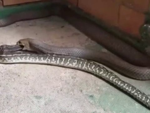 ثعبان يلتهم آخر..مشهد يحبس الانفاس!!