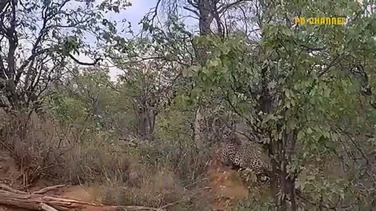 Shocking Ending! The Warthog Couple Is Too Subjective Can They Escape The Leopard's Onslaught