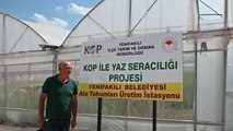 Yozgat'ın Yenifakılı İlçesinde Yerel Tohumlar Çoğaltılıp, Halka Ücretsiz Dağıtılıyor