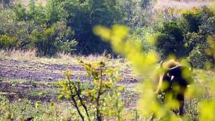 Lucky or unlucky The Surprising End For Buffaloes Entering The Territory Of The Hyenas To Feed
