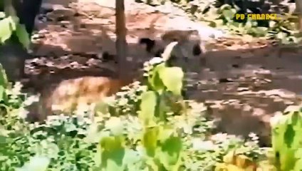 Scariest Snake Lsland! Tiger Attacked By Thousands Of Snakes, what Happens Next