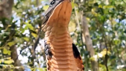 Fierce Battle! Rhinos Overcome Strength The Lion King Protects His Kind, What Happens Next