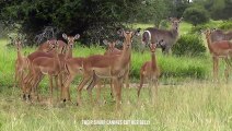 Tragically ! Antelopes on the Verge of Death and Life