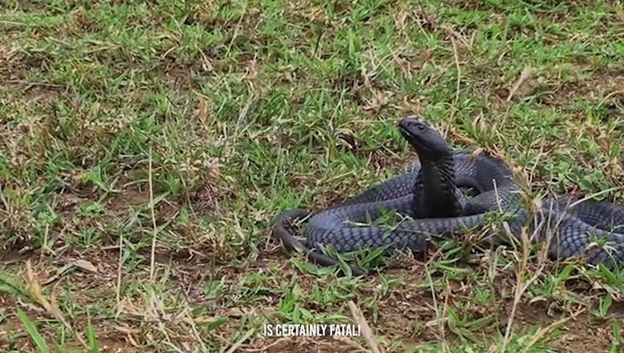 This Snake Killer Is So Terrifying , Even King Cobra is Afraid Of it