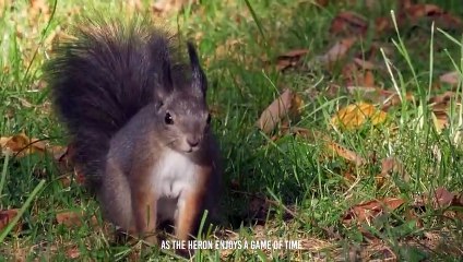 Heron Cracks Rodents' Bones And Swallow Them Alive