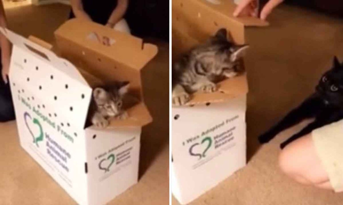 Lustiges Video: Familie bekommt ein zweites Kätzchen, und der bisher allein herrschende Kater ist nicht begeistert