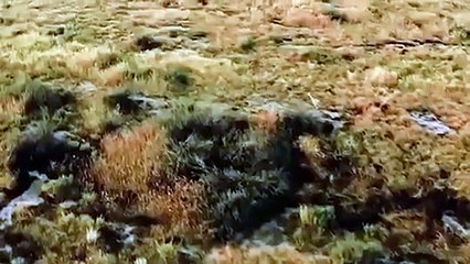 Mother Gazelle Defending Her Newborn Against An Eagle