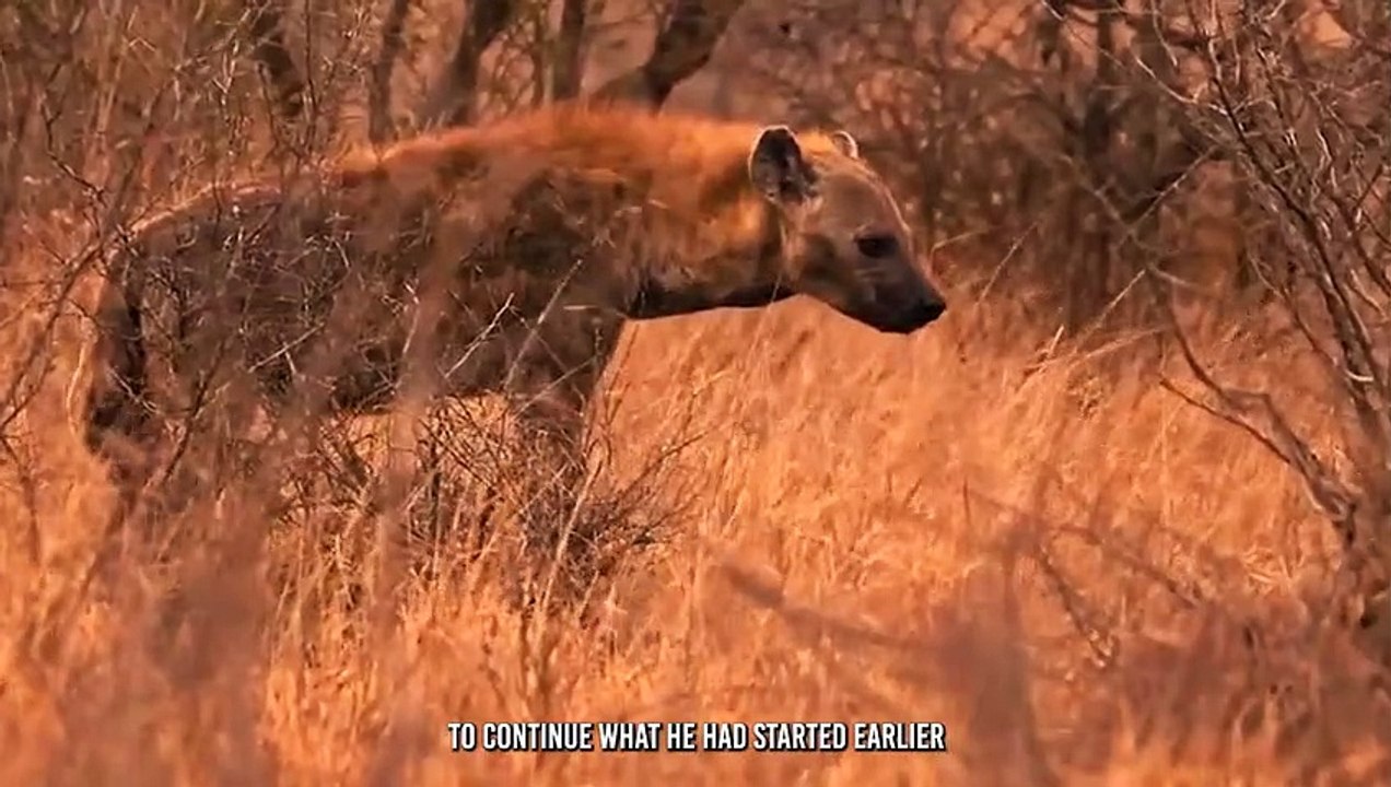Finally, Hyenas Gotten Their Vengeance on Lions