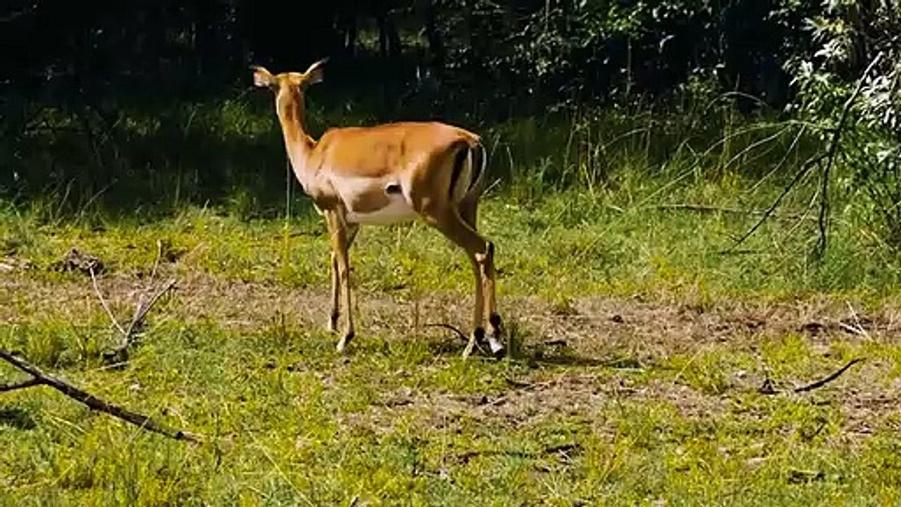 The Hyena Ruthlessly Steals an Impala From The Python