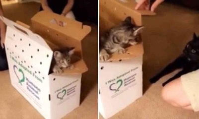 Vidéo hilarante : la famille adopte un second chaton, et le félin qui régnait seul n'a pas apprécié