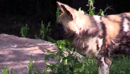 Lions Hunt Wild Dog Puppies in The Absence of Their Mother