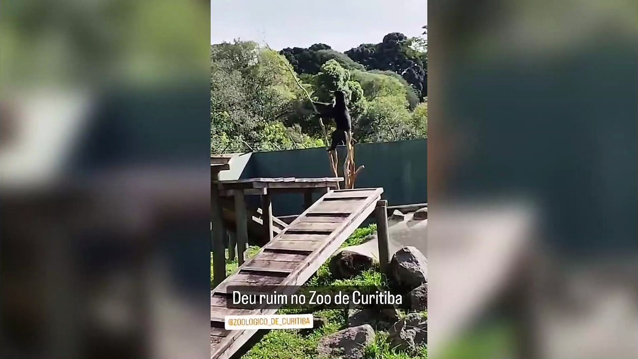 Urso "arteiro" cai de árvore durante brincadeira no Zoológico de Curitiba, e Greca brinca: "Irrequieto"; vídeo