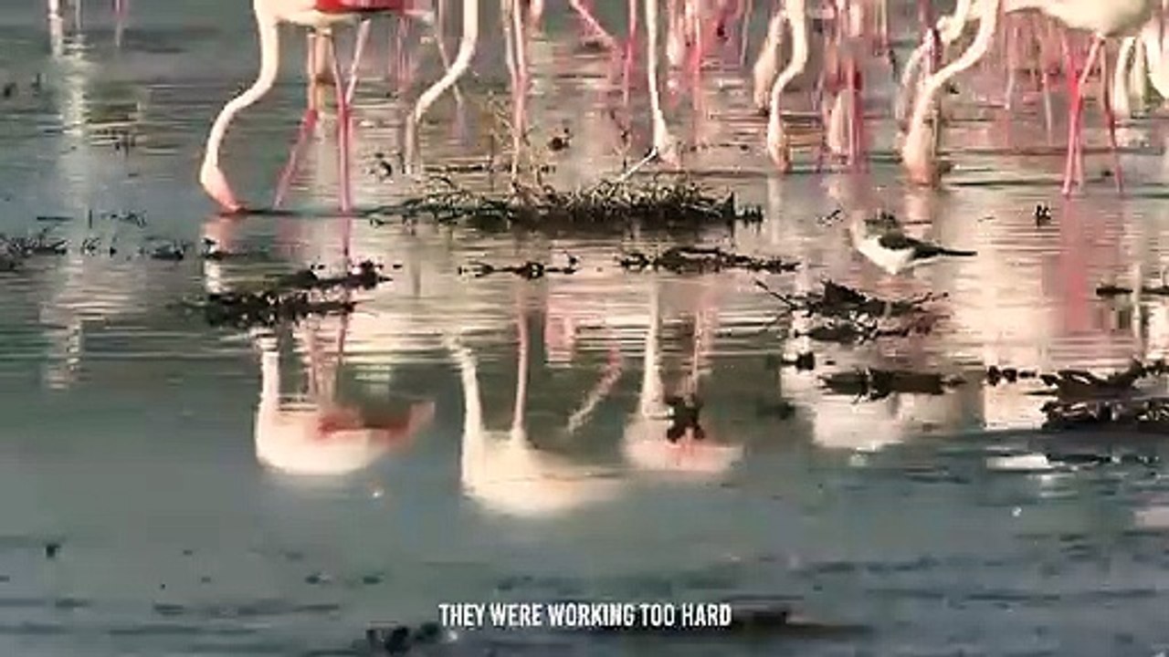 Hyena Snatches a Flamingo Out of Hundreds