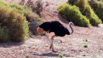 Mother Ostrich Vs Lions, Would She Save Her Chicks