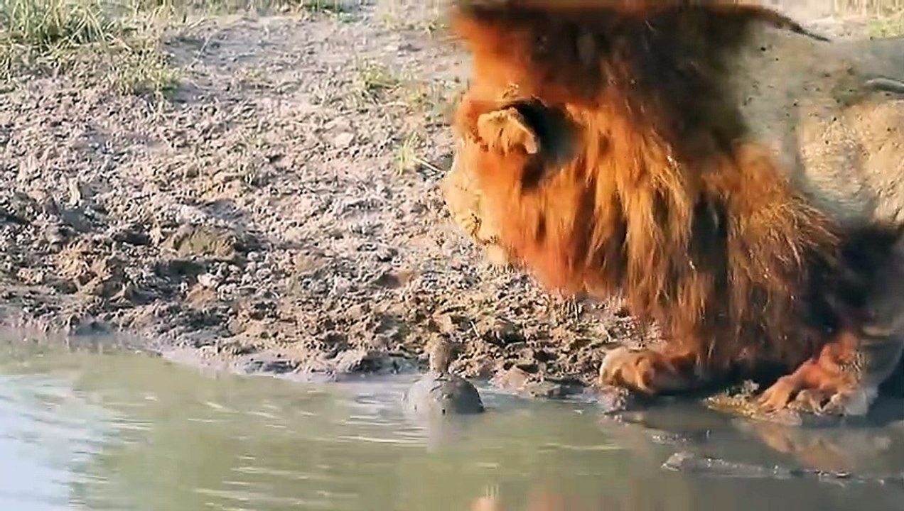 Turtles Were Crushed And Eaten By Predators