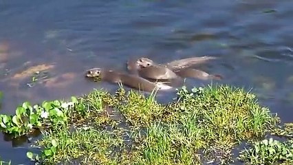 Otters Vs Caiman Fight