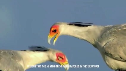 This Bird Kill And Swallow Snakes in Seconds