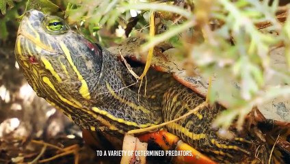 Turtle Shows The Snake Who's The Boss