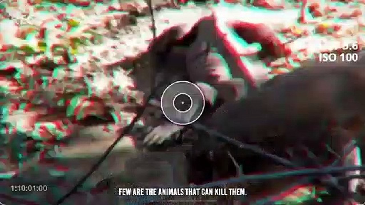 Komodo Dragon Cruelly Swallowed Other Komodos Alive