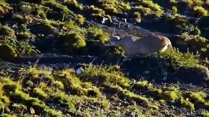 Snow Leopard Jumps Off a Cliff To Catch its Prey