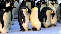 CUTE OVERLOAD! RoboSpy Penguin Captures The Birth Of Emperor Penguin Chicks.