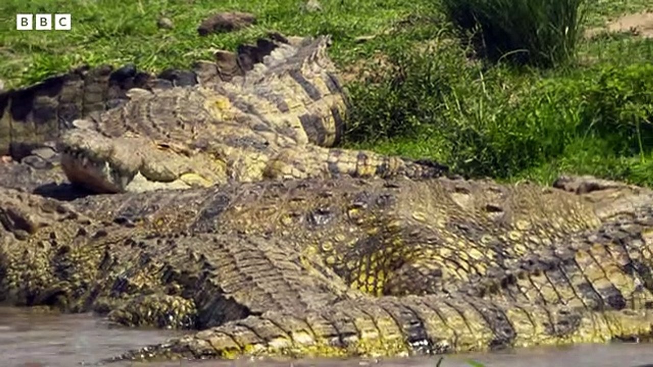 Hippo Vs Crocodile!