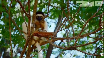 Robotic Spy Chameleon Gets Under The Feet Of Lemurs