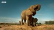 Elephants Dig Wells To Find Water!