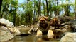 Elephant SpyCam Films Tiger Cub Collarwali & Her Adorable Brothers & Sister