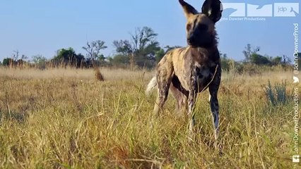 Robotic Spy Pup Takes Cover As Lion Attacks Wild Dogs!