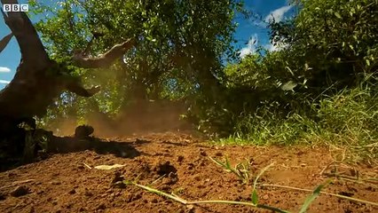 When Cheetah Cubs Take On Warthogs It’s Comedy Gold!